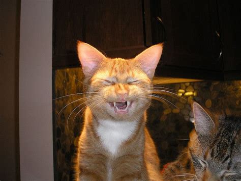Funny Cat Laughing Cat Mania