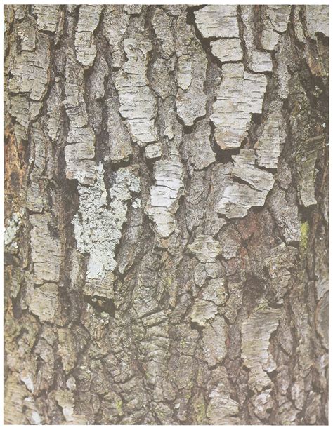 Tree Bark Pattern Free Patterns