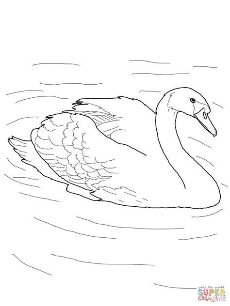 Mute Swan Coloring Download Mute Swan Coloring For Free 2019