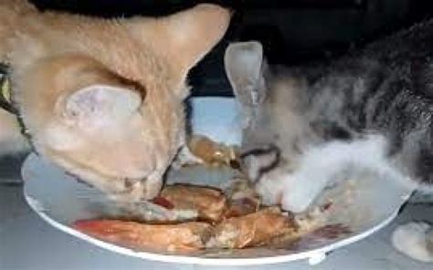 Bolehkah Kucing Makan Udang Ini Jawabannya Faunafella
