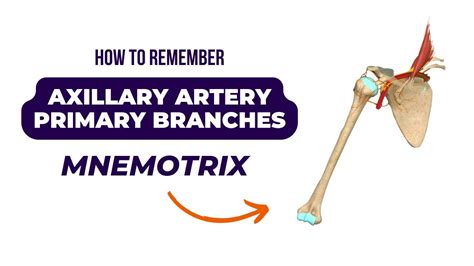 Axillary Artery Primary Branches How To Remember Axillary Artery