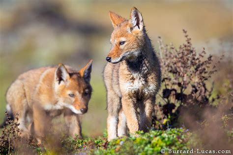 Ethiopian Wolf Cubs Burrard Lucas Photography