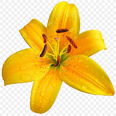 Lilium Bulbiferum Easter Lily Flower Clip Art PNG 1024x1024px Lilium
