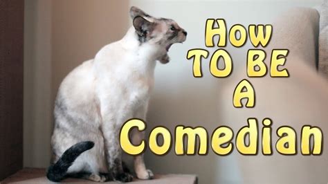 N2 The Talking Cat S4 Ep13 How To Be A Comedian Youtube
