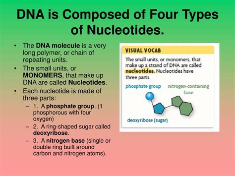 A nucleotide subunit of rna. PPT - Chapter 8: From DNA to Protein 8.1: Identifying DNA as the Genetic Material PowerPoint ...