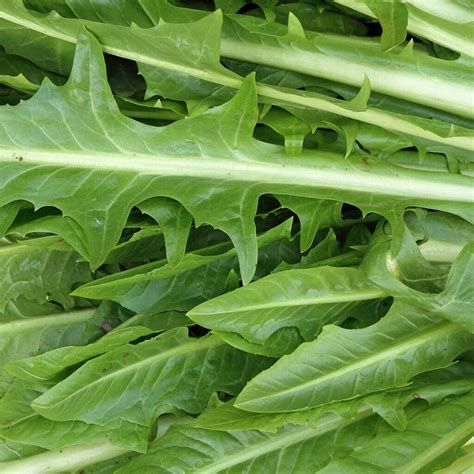 Chicory Witloof Seeds For Sale Here Online Oz 4 Pp Sunblest Products