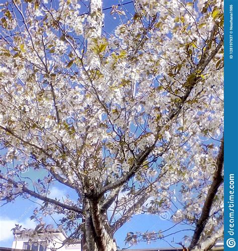White Cherry Blossom Tree Stock Image Image Of Cool 128197937