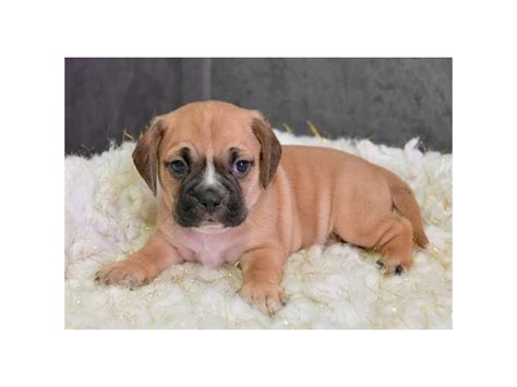 Puggle Dog Male Fawn 2577959 The Barking Boutique