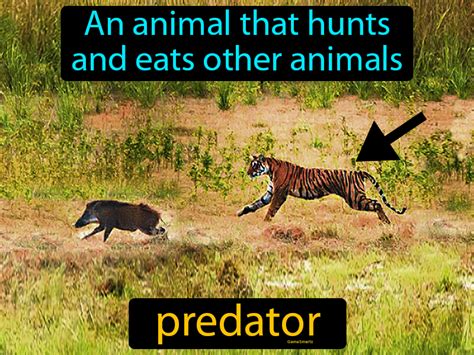 Top 136 Predator Animal Meaning