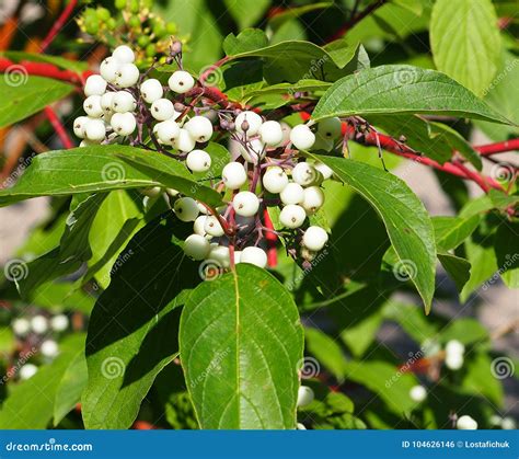 Symphoricarpos Alba Or Snowberry Stock Photo Image Of Fruit Summer