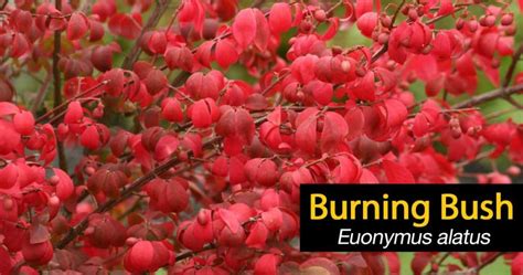 Burning Bush Plant How To Grow And Care For Euonymus Alatus Cargo Blog