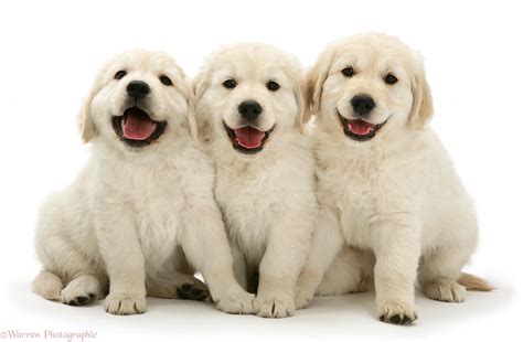 Recklessly Happy Golden Retriever Puppy Photos