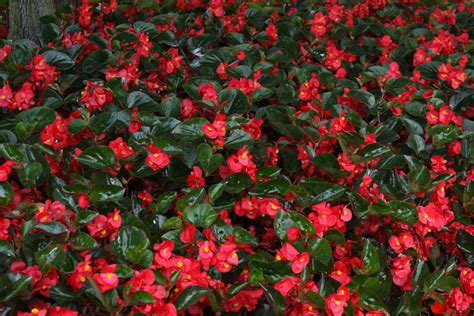 Big Red Begonias With Dark Leaf Large Flowers Red Flowers Colorful
