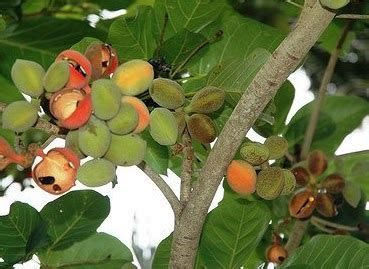 Check spelling or type a new query. Manfaat Biji dan Buah Ketapang Bagi Kesehatan | SAKA DOCI