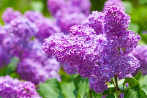 17 Amazing Evergreen Shrubs For Brilliant Color Year Round
