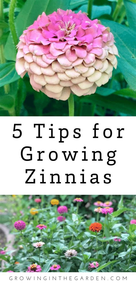 How To Grow Zinnias 5 Tips For Growing Zinnias Growing In The