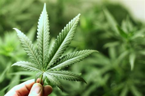 Cannabis To Boost Us Economy By 44 Billion Within Next 3 Years