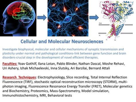 PPT Cellular And Molecular Neurosciences PowerPoint Presentation Free Download ID