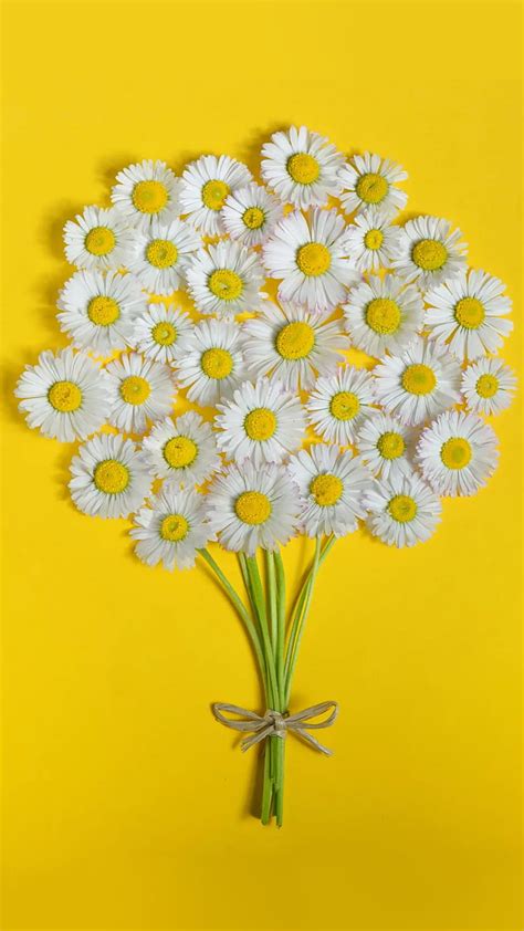 Total Imagen Daisy Flower Background Thptletrongtan Edu Vn