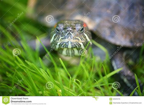 Slider Turtle Stock Photo Image Of Amphibians Common 62620416