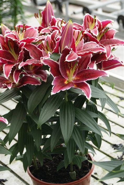 Lilium Oriental Pot Lily Sunny Grenada From Growing Colors