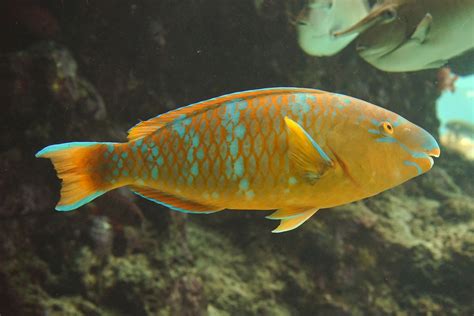Blue Barred Parrotfish Churaumi Fish Encyclopedia Okinawa Churaumi