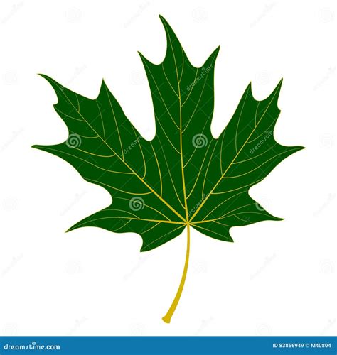 Green Maple Leaf Stock Vector Illustration Of Leaf Nature 83856949