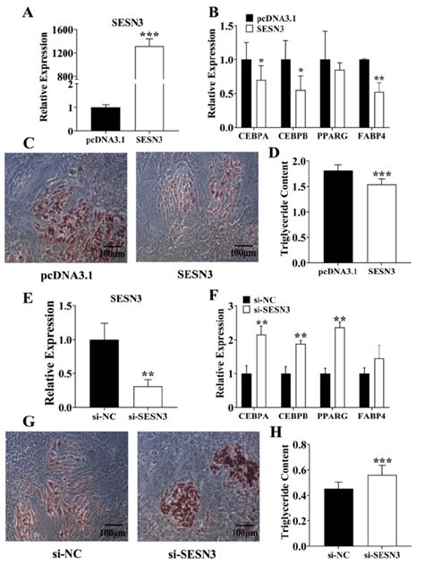 sesn3 inhibited pre adipocyte adipogenesis a sesn3 was overexpressed download scientific