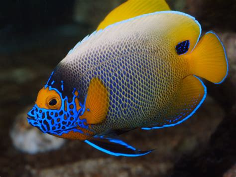Say Hi To The Worlds Most Beautiful And Colorful Fish Experience The