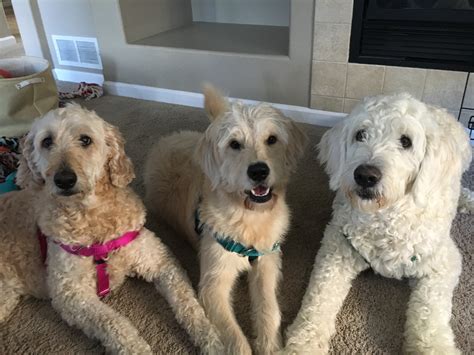 Ask questions and learn about goldendoodles at the goldendoodle is not a known biter. Some Kennel Training Helps a Newly Adopted Goldendoodle ...