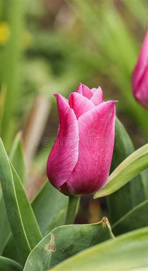 Dark Pink Tulip Stock Photo Image Of Bright Falling 196765526