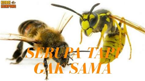 Hewan Yang Sering Dikira Sama Dengan Hewan Lain Jadi Lebah Sama