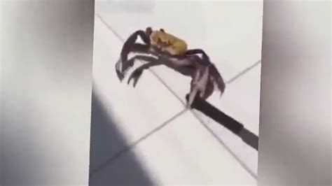 Hilarious Footage Shows Knife Wielding Crab Threaten Chef Trying To