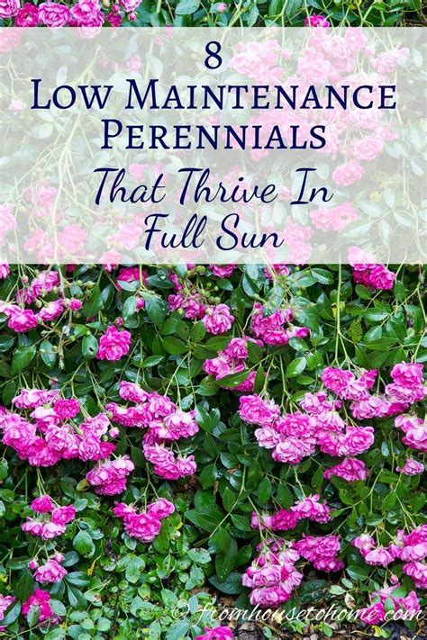 Using this sort of arrangement to create borders or varying garden levels will create permanent perennial wildflowers will return as well. Full Sun Perennials: 10 Beautiful Low Maintenance Plants ...