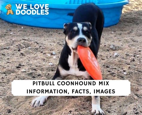 Pitbull Coonhound Mix Information Facts Images 2024 We Love Doodles