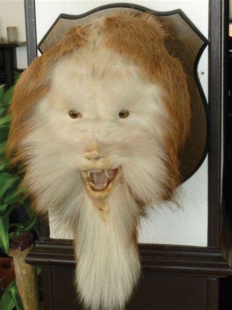 44 Terribly Bad Taxidermy Jobs Klykercom