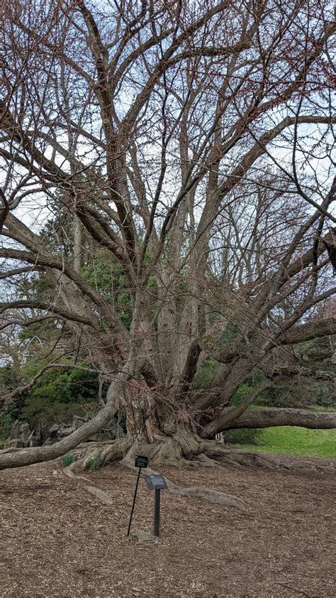 Champion Katsura At Morris Arboretum Impossible To Get The Whole Tree