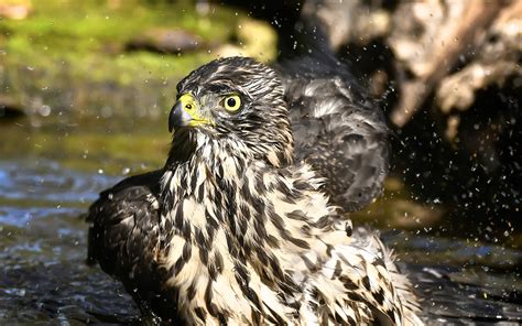 Immagini Belle Acqua Natura Becco Uccello Rapace Uccelli