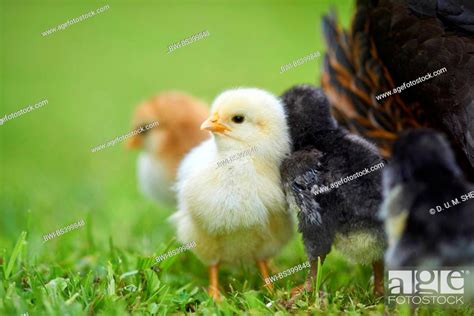 Domestic Fowl Gallus Gallus F Domestica Chicks In A Meadow Germany