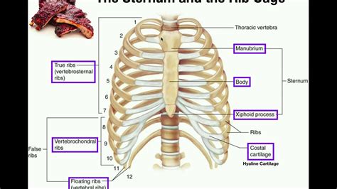 Anatomy Diagram Rib Area Bones Of The Human Chest Rib Cage Stock