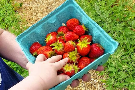 Strawberry picking season | The Concord Insider
