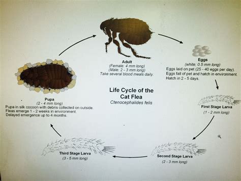 Flea Lifecycle Cat Fleas Fleas Pets
