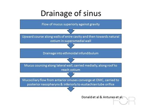 Maxillary Sinus In Spanish Tondahtyuimcfall