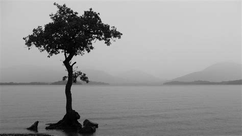 Simple and affordable, give walls, decor and accessories a refreshing transformation with very little effort. black and white tree wallpaper - HD Desktop Wallpapers | 4k HD
