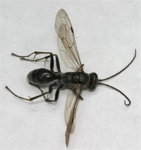 Little Black Spider Wasp The Backyard Arthropod Project