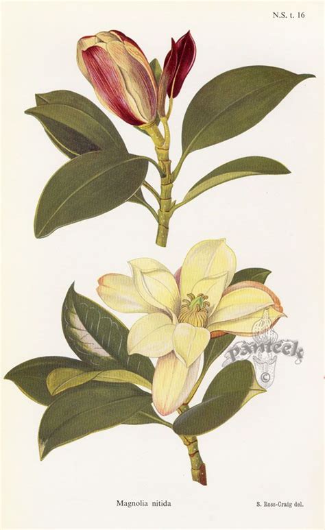 Magnolia Botanical Drawings Botanical Painting Botanical Prints
