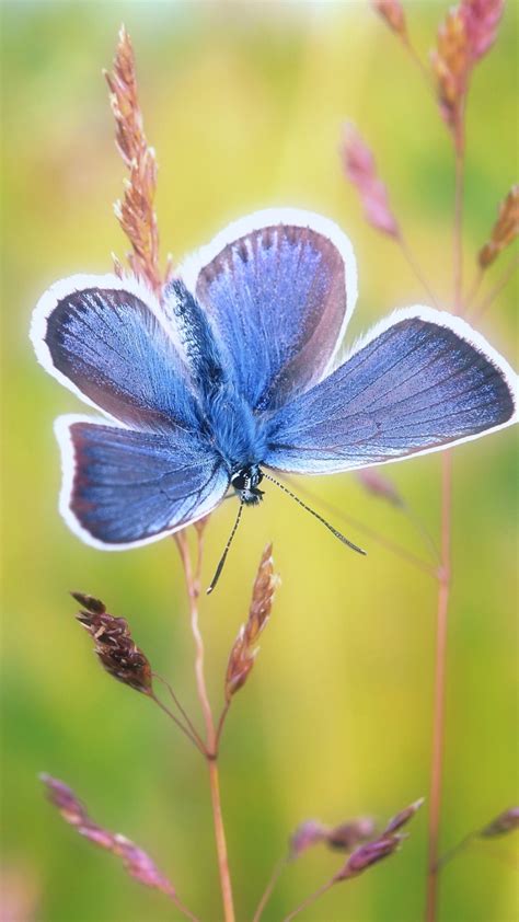 Download 1080x1920 Wallpaper Blue Butterfly Exotic Samsung Galaxy S4