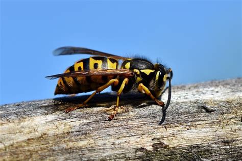 The Stinging Insects Of Fredericksburg And How To Identify Them
