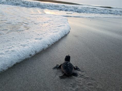 7 Sublime Places To See Sea Turtles Nest In Florida Florida Beyond 2022