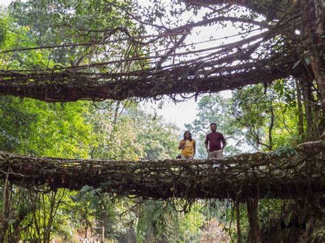 Exploring The Living Root Bridge Meghalaya Roaming Owls